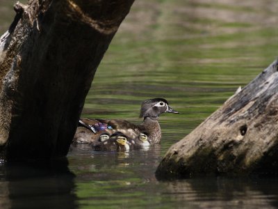 Canard branchu - Wood duck