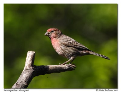 Roselin familier House finch