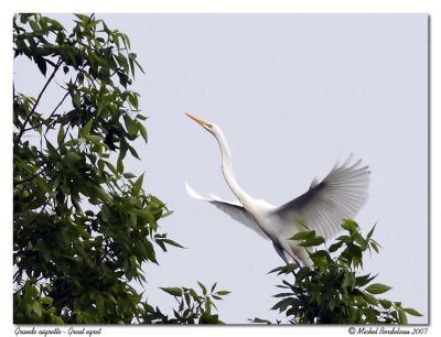 Grande aigrette Great egret