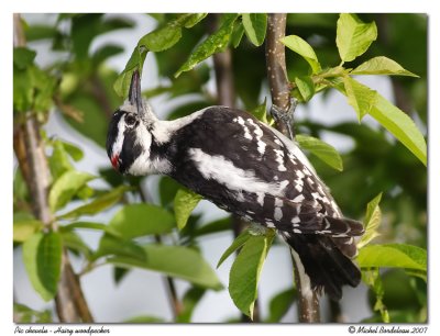 Pic chevelu  Hairy woodpecker