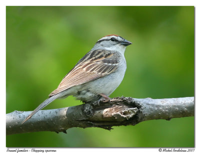 Bruant familier  Chipping sparrow