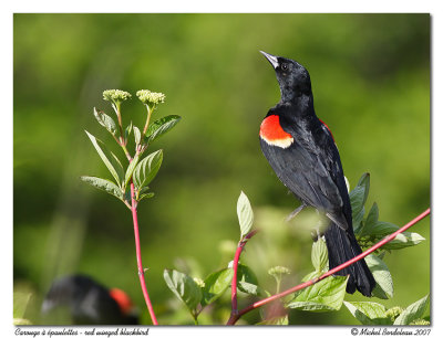 Carouge à épaulettes - Red winged blackbird