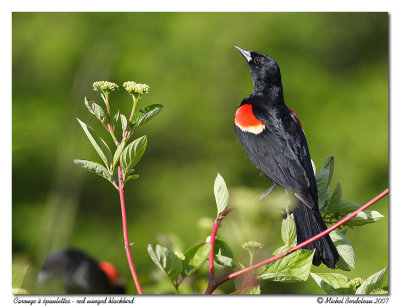 Carouge  paulettes - Red winged blackbird