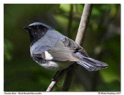 Paruline bleue - Black throated blue warbler