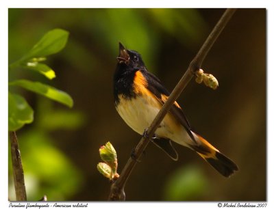 Paruline flamboyante  American redstart