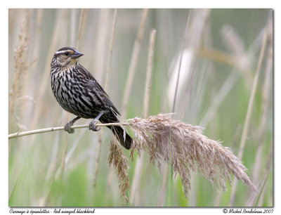 Carouge  paulettes - Red winged blackbird