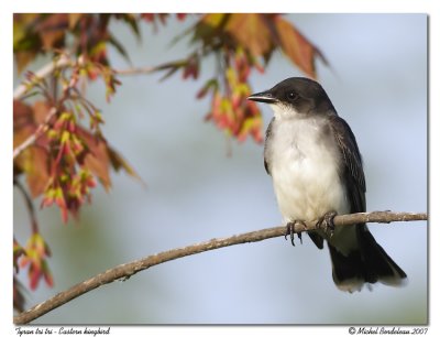 Tyran tri tri - Eastern kingbird