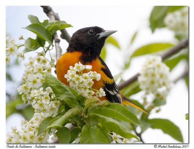 Oriole de Baltimore - Baltimore oriole