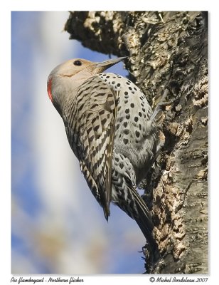 Pic flamboyant  Northern flicker