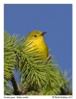 Paruline jaune  Yellow warbler