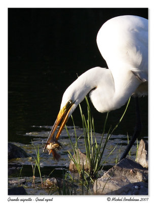 Grande aigrette  Great egret