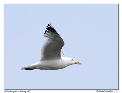 Goland argent - Herring Gull