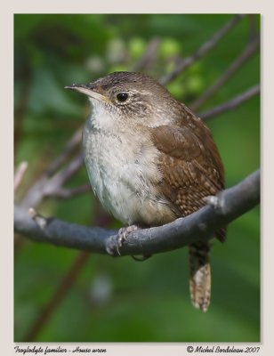 Troglodyte familier  House wren