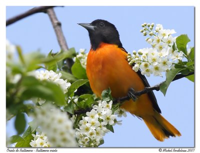 Oriole de Baltimore - Baltimore oriole