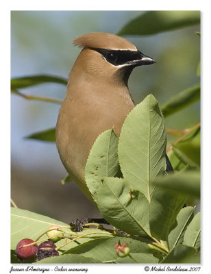 Jaseur d'Amrique  Cedar waxwing