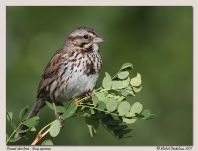 Bruant chanteur - Song sparrow