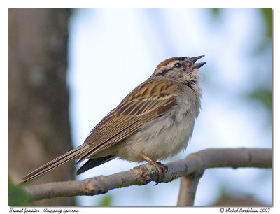 Bruant familier - Chipping sparrow