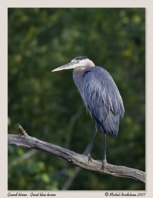 Grand hron  Great blue heron