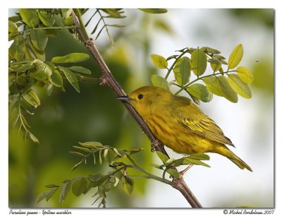 Paruline jaune  Yellow warbler