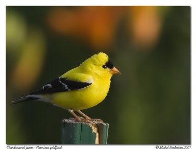 Chardonneret jaune American goldfinch
