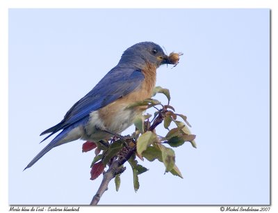 Merle bleu de l'est  Eastern blueblird