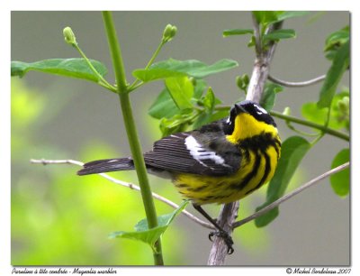 Paruline  tte cendre - Magnolia warbler