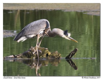 Grand héron Great blue heron