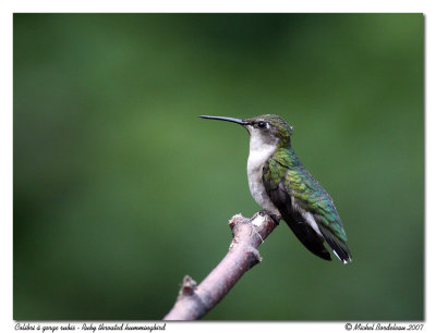 Colibri  gorge rubisRuby throated hummingbird