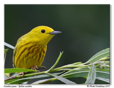 Paruline jauneYellow warbler