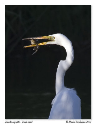 Grande aigrette  Great egret