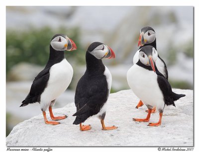 Macareux moine  Atlantic puffin