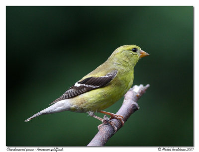 Chardonneret jaune American goldfinch