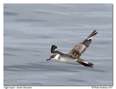Puffin majeur - Greater shearwater