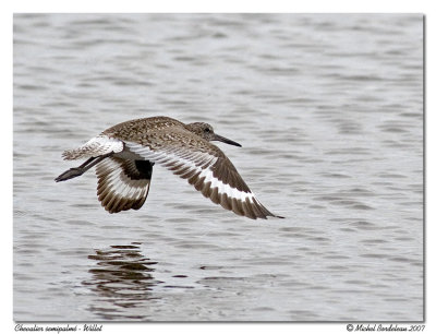 Chevalier semipalm - Willet