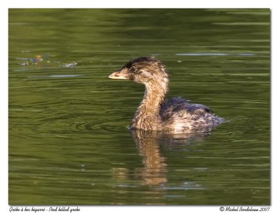 Grbe  bec bigarr - Pied billed grebe