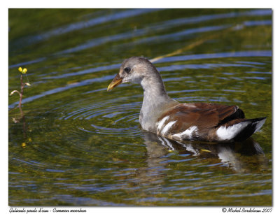 Gallinule (poule d'eau) - Common moorhen