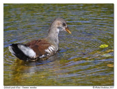 Gallinule (poule d'eau) - Common moorhen