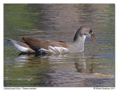 Gallinule (poule d'eau) - Common moorhen