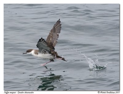 Puffin majeur - Greater shearwater