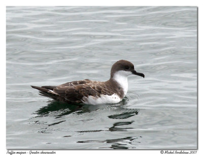 Puffin majeur - Greater shearwater