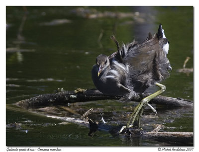 Galinule poule-d'eauCommon moorhen