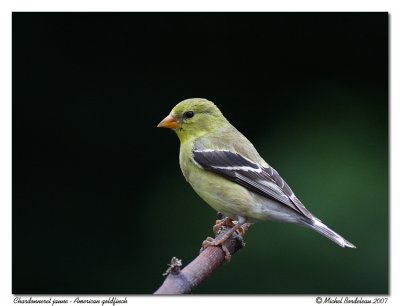 Chardonneret jauneAmerican goldfinch