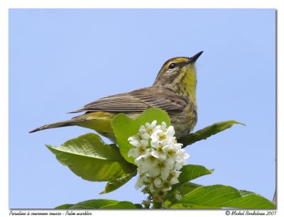Paruline  couronne rousse  Palm warbler