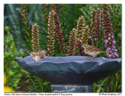 Vacher et bruantCowbird and sparrow