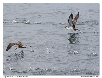 Puffin majeurGreater shearwater