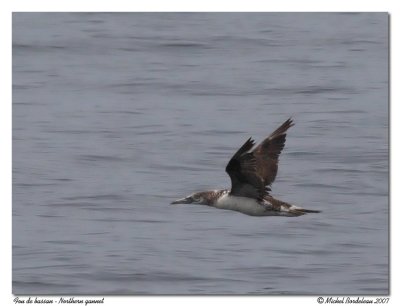 Fou de bassan - Northern gannet