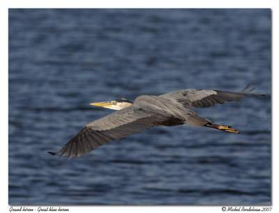 Grand hron  Great blue heron