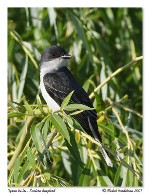 Tyran tri tri  Eastern kingbird