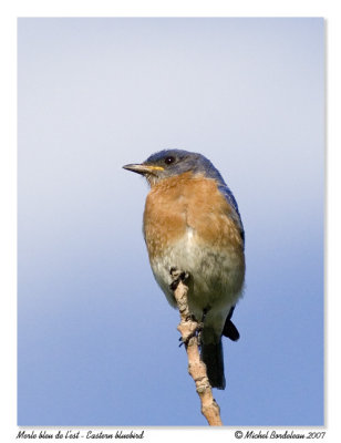 Merle bleu de l'est  Eastern bluebird