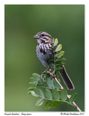 Bruant chanteur  Song sparrow